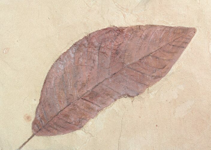 Red, Paleocene Fossil Leaf - Montana #57704